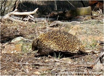 echidna