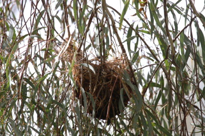 noisy friar bird nest