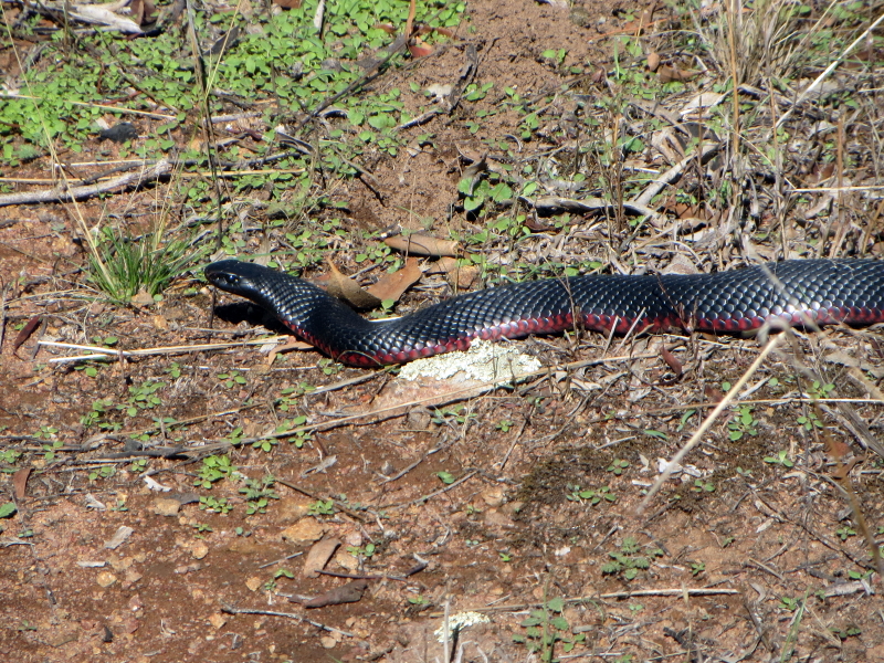 Pseudechis porphyriacus [Red-bellied black snake]