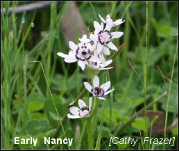 Early Nancy