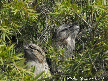 tawny frogmouth pair
