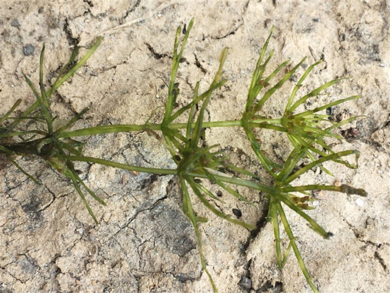 a Charophyte green algae