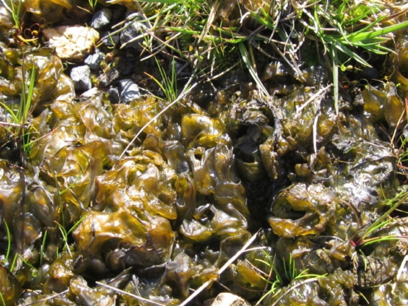 a Cyanobacterium