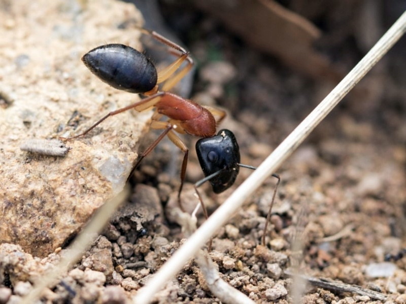 Black-headed sugar ant