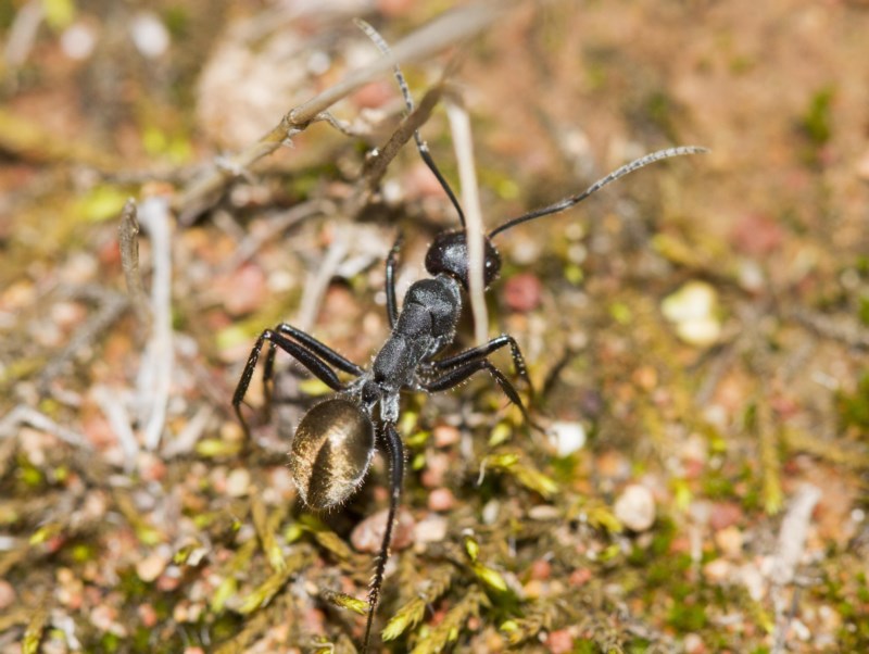 Golden-tailed sugar ant