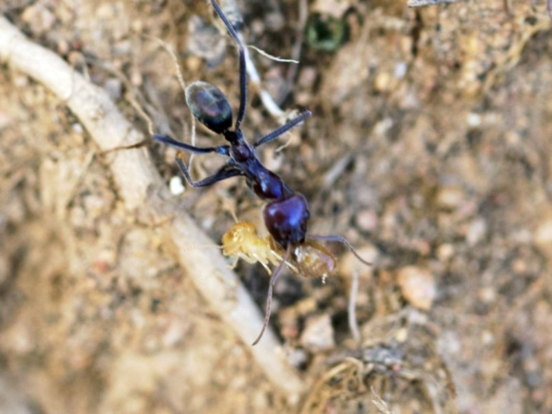 Meat ant