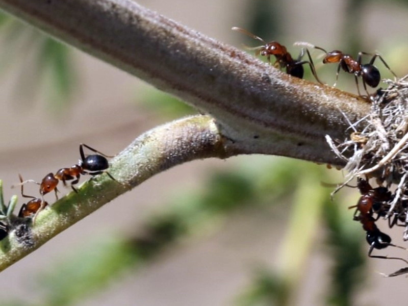 Shining coconut ant