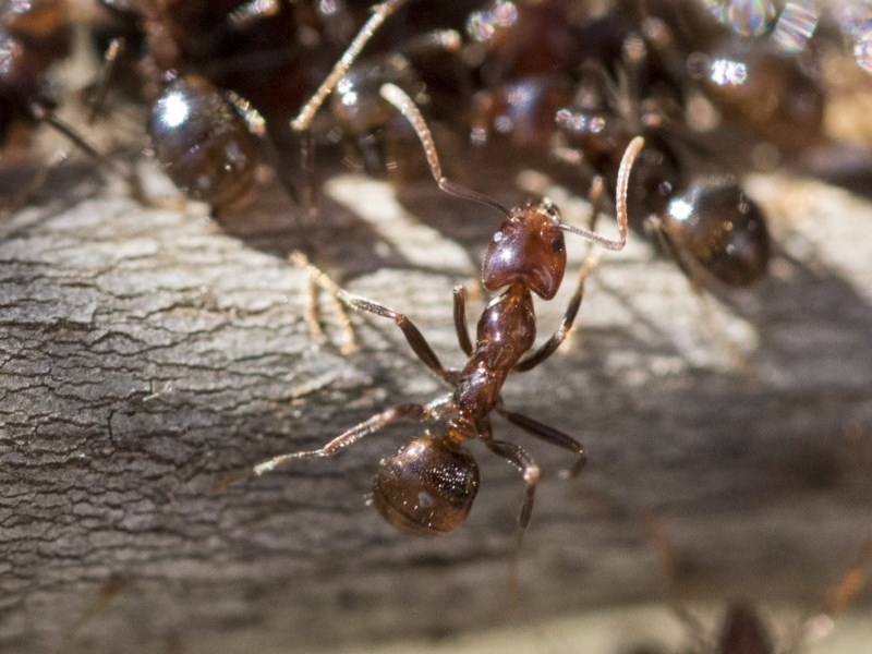Hairy Coconut ants
