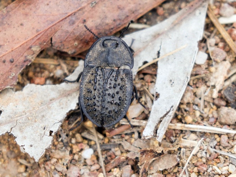 Pie-dish beetle