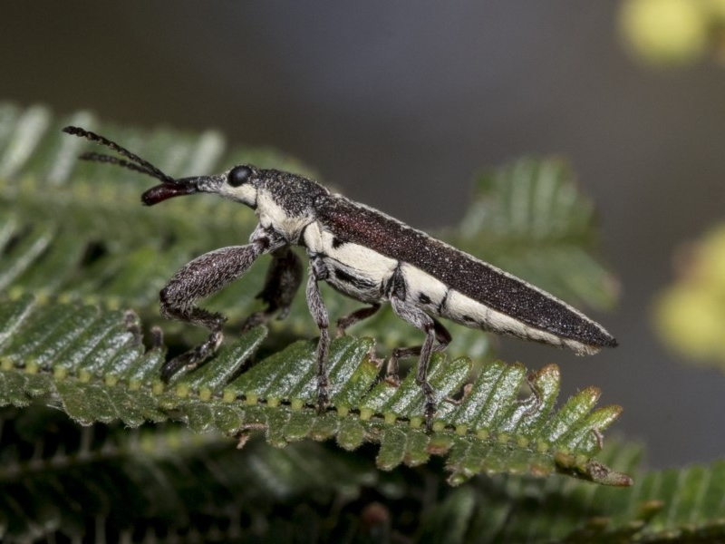 Rhinotia weevil