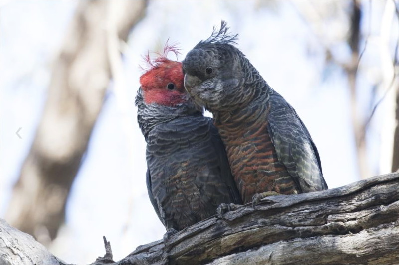 Gang-gang Cockatoo