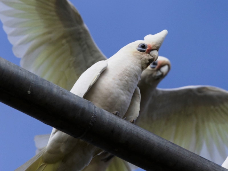 Little Corella