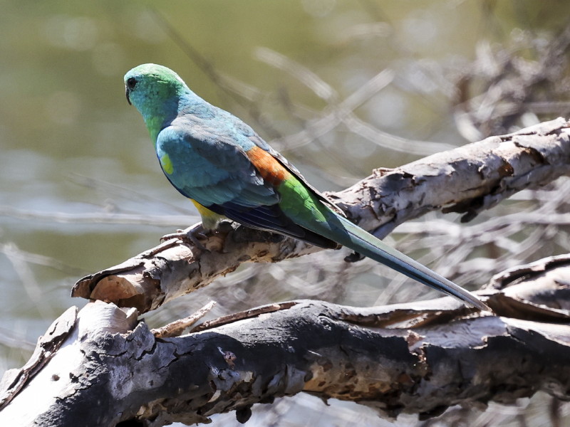 Red-rumped Parrot