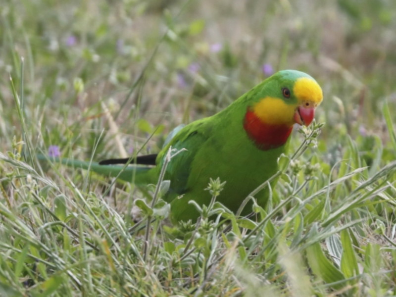 Superb parrot