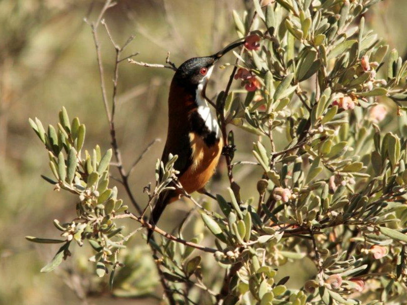 Eastern Spinebill