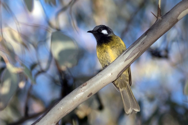 White-eared Honeyeater