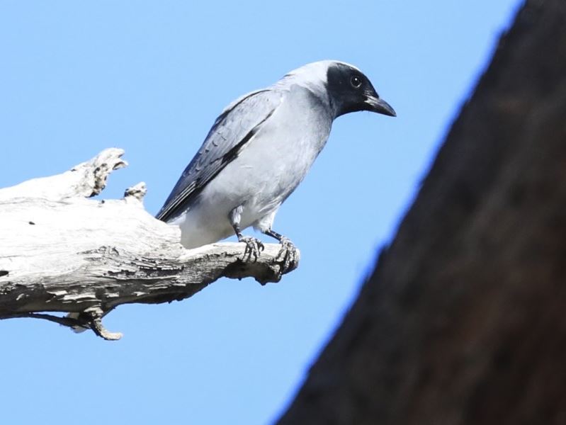 Black-faced Cuckoo-shrike