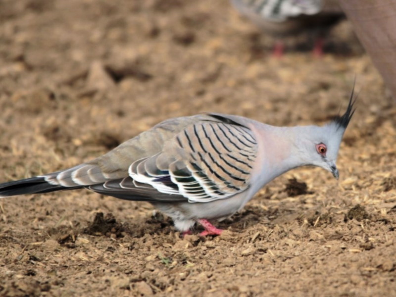 Crested Pigeon