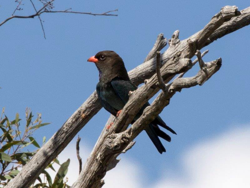Dollarbird