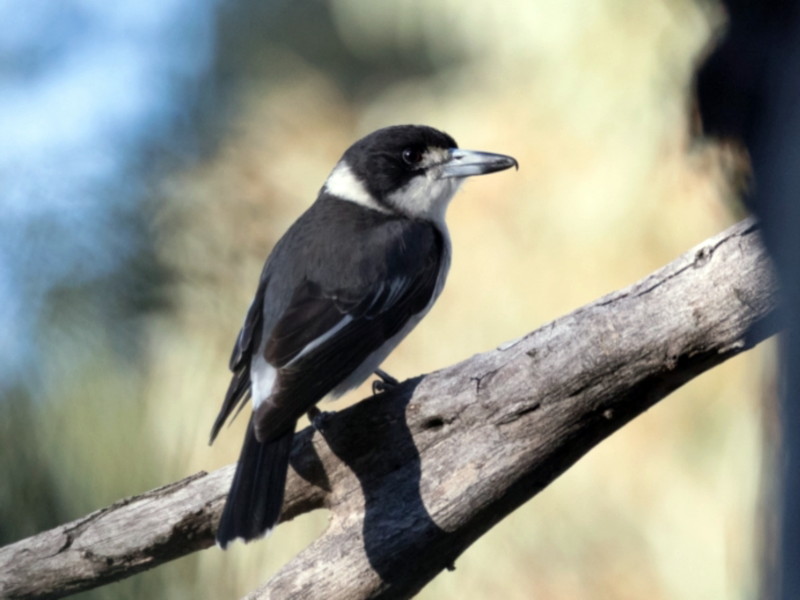 Grey Butcherbird