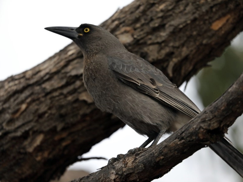 Grey Currawong