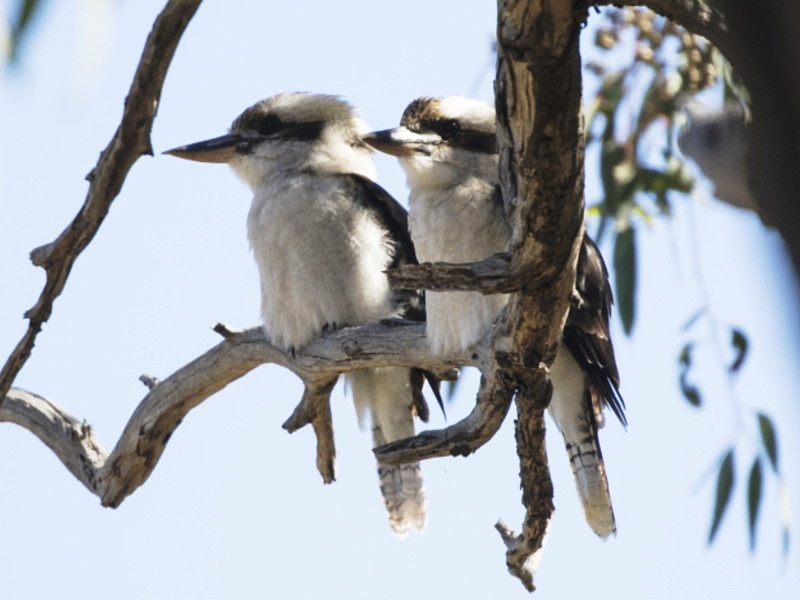Laughing Kookaburra