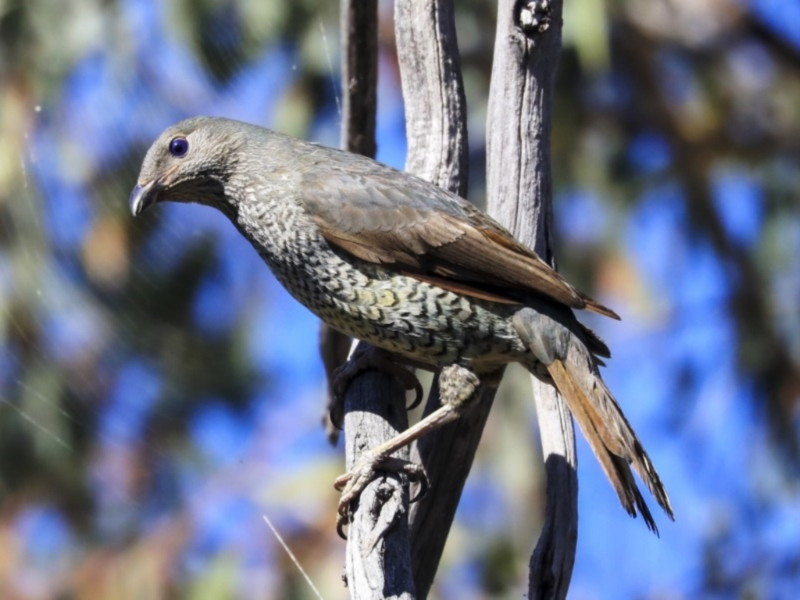 Satin Bowerbird
