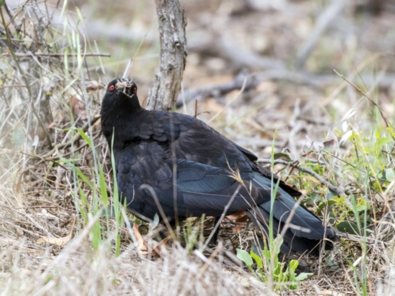 White-winged Chough