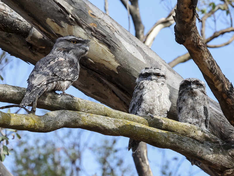 Tawny Frogmouth