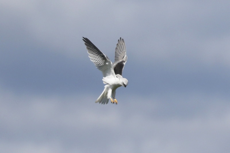 Black-shouldered Kite
