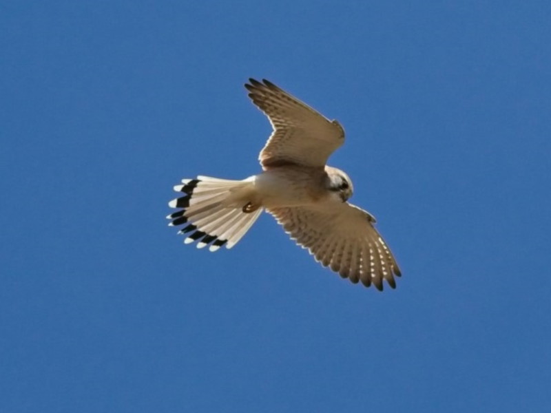 Nankeen Kestrel
