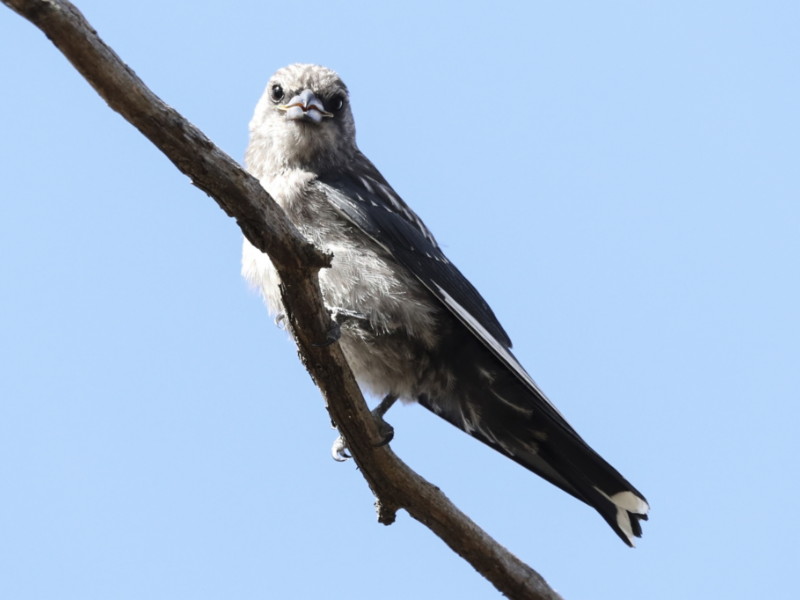 Dusky Woodswallow