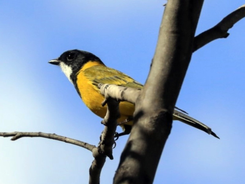 Golden Whistler