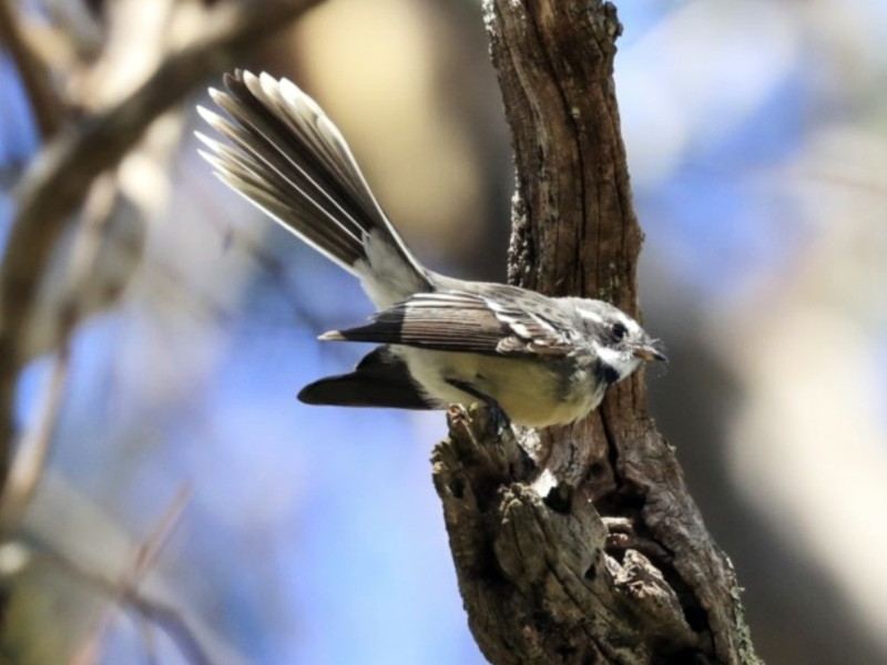 Grey Fantail