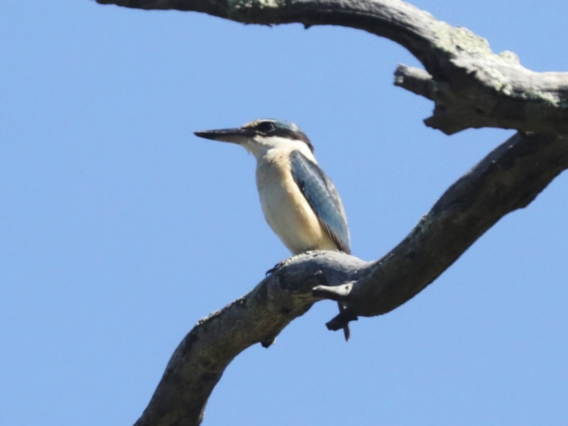 Sacred Kingfisher