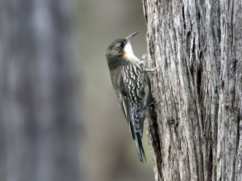 White-throated Treecreeper
