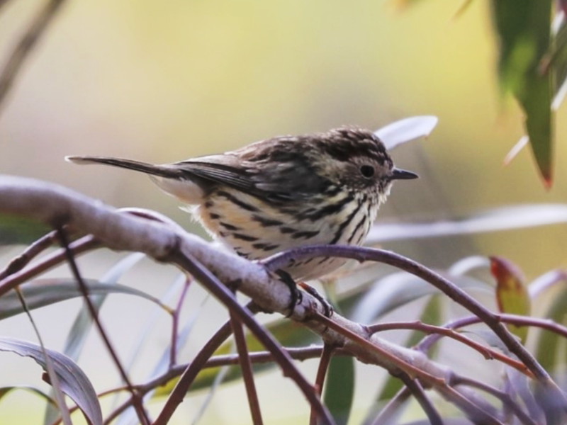 Speckled Warbler
