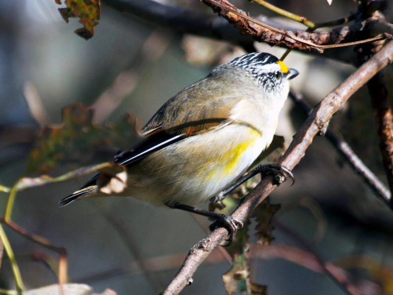 Striated Pardalote