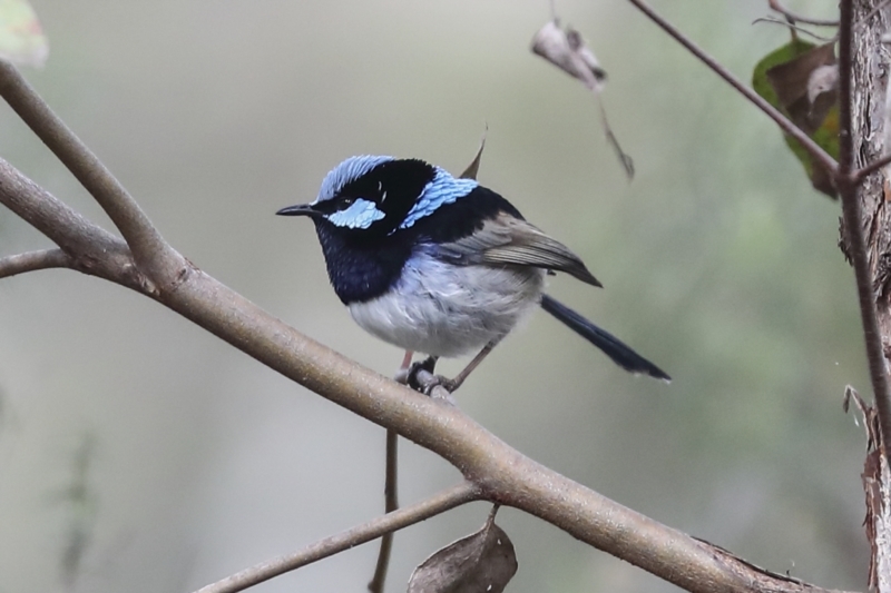 Superb Fairy-wren