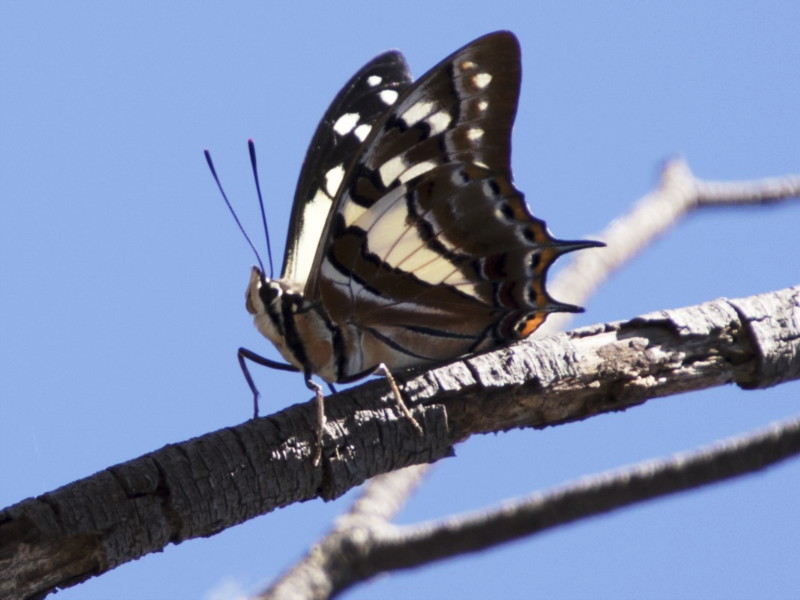 Tailed emperor