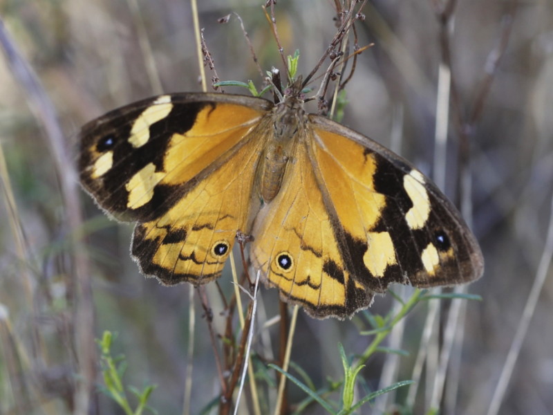 Common brown