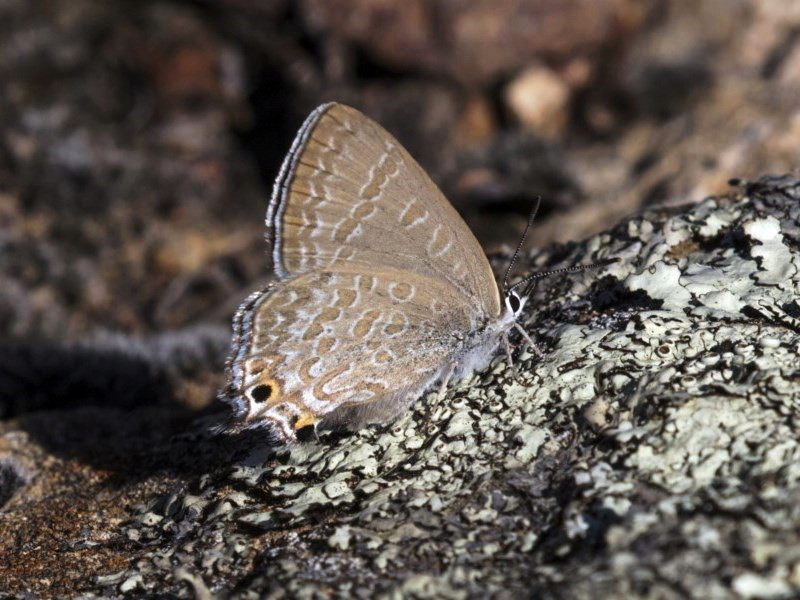 Amethyst hairstreak
