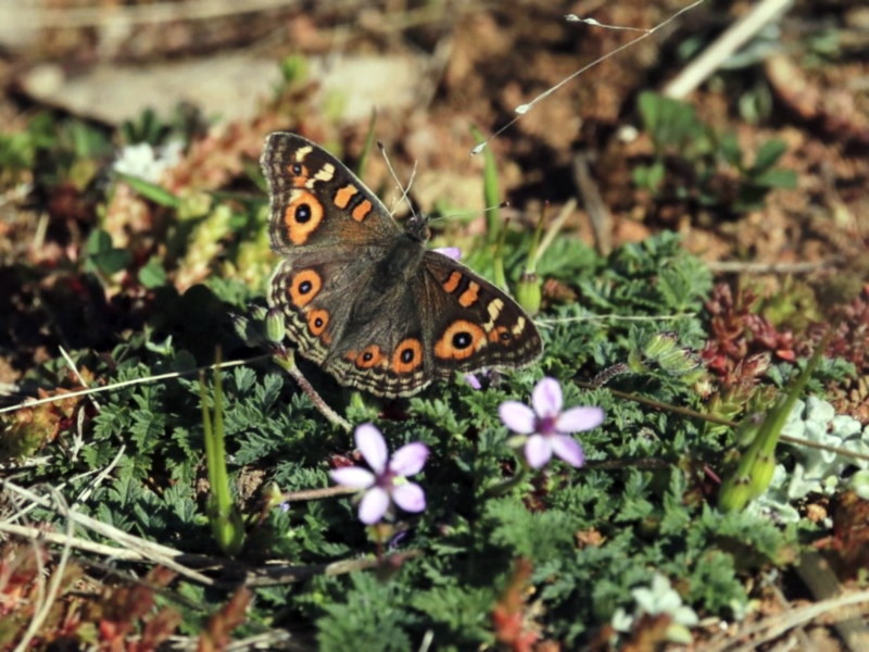 Meadow argus