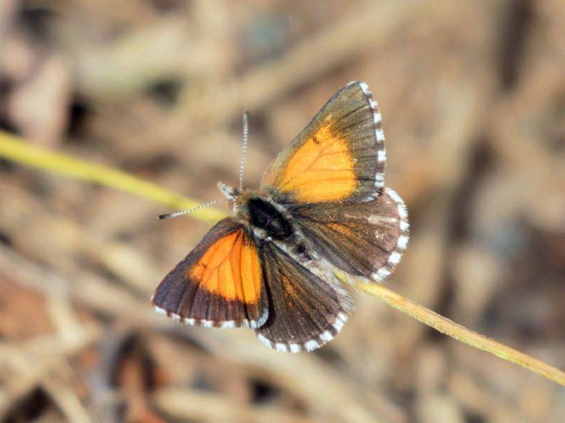 Chequered copper
