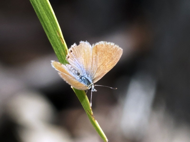 Two-spotted line-blue