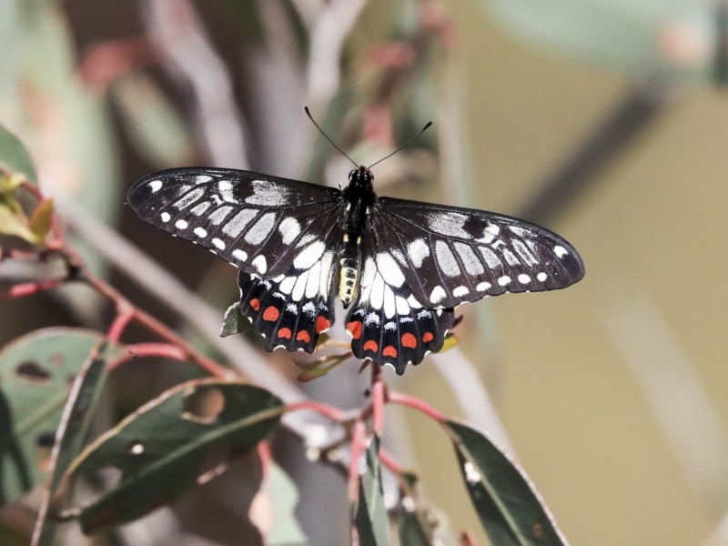 Dainty swallowtail