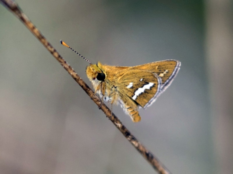 White banded grass-dart