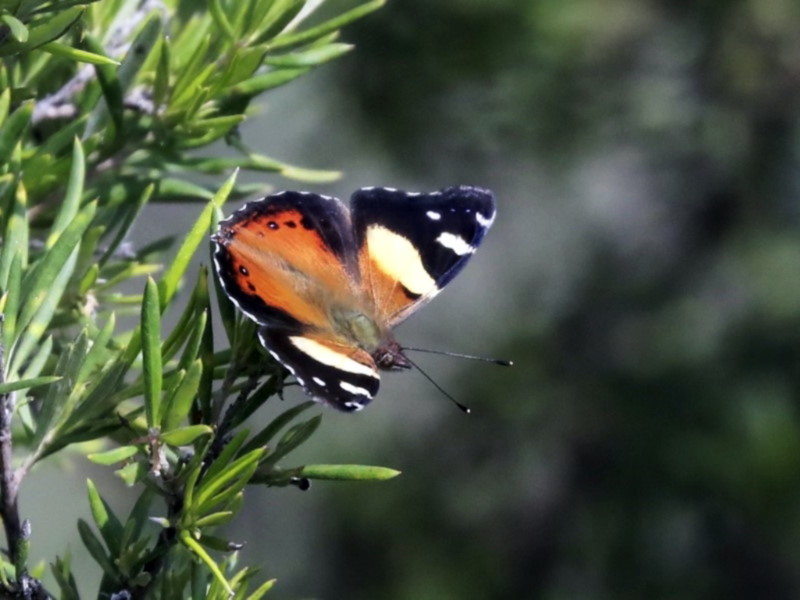 Yellow admiral