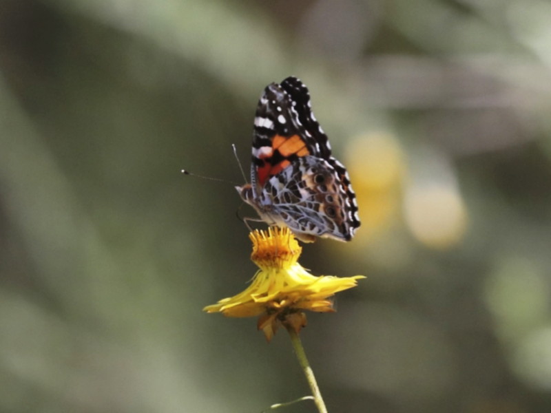 Australian painted lady