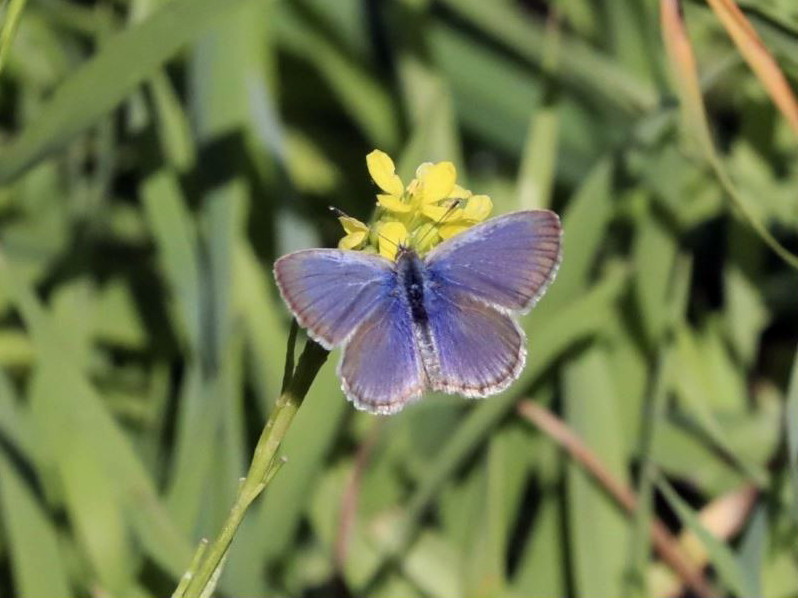 Common Grass-blue